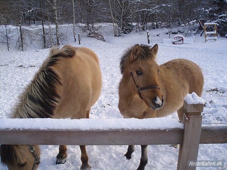 Tegninger :D   - Original billede :) - Cocio billede 269