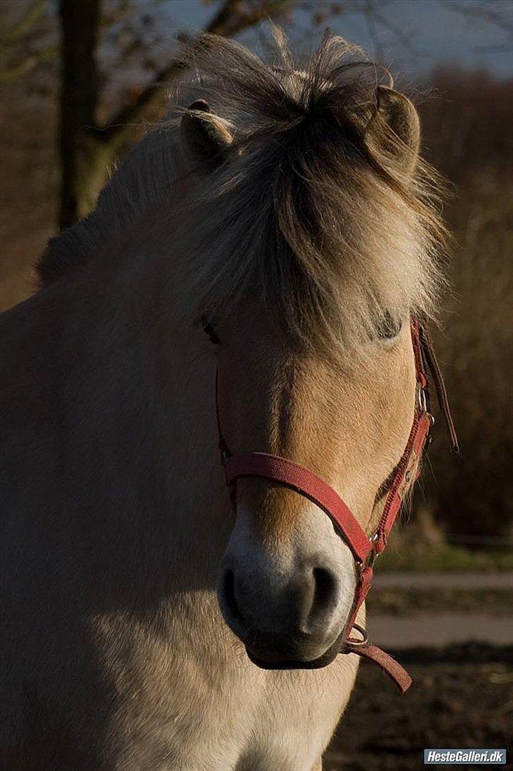 Tegninger :D   - Original billede :) - Ågerupgårds Neja billede 257