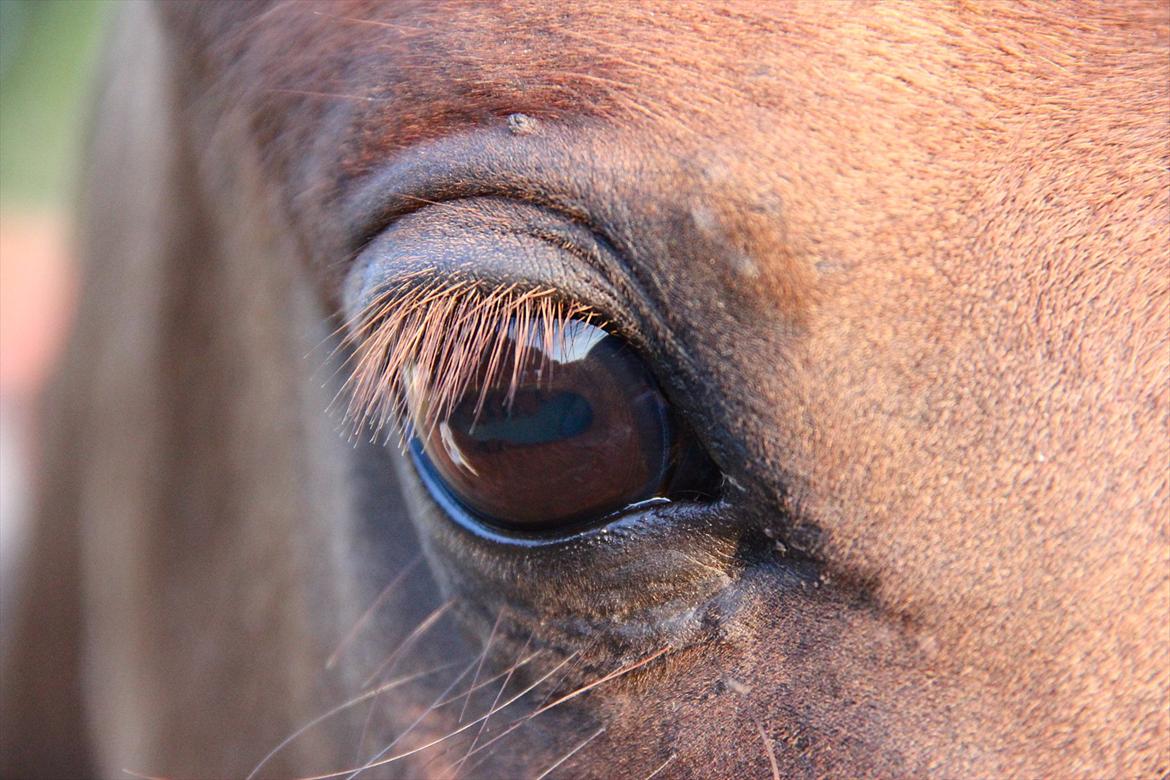 Pyt i Paradis  billede 19