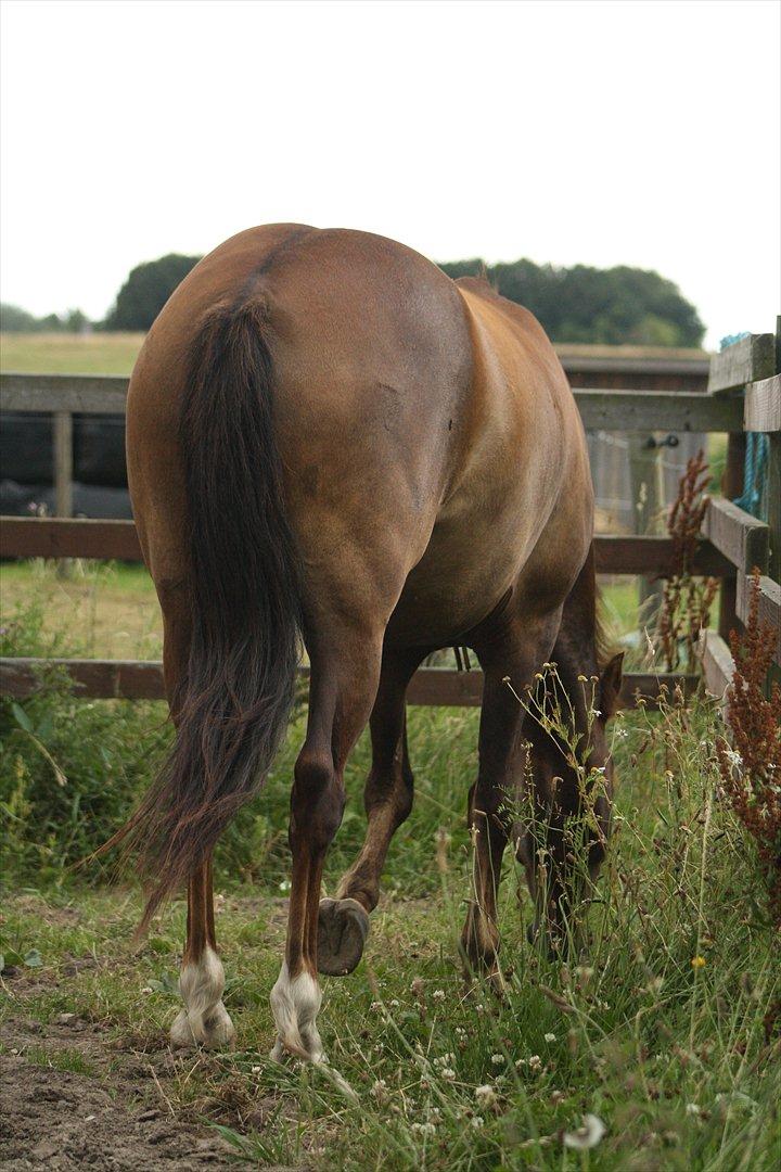 Pyt i Paradis  billede 30