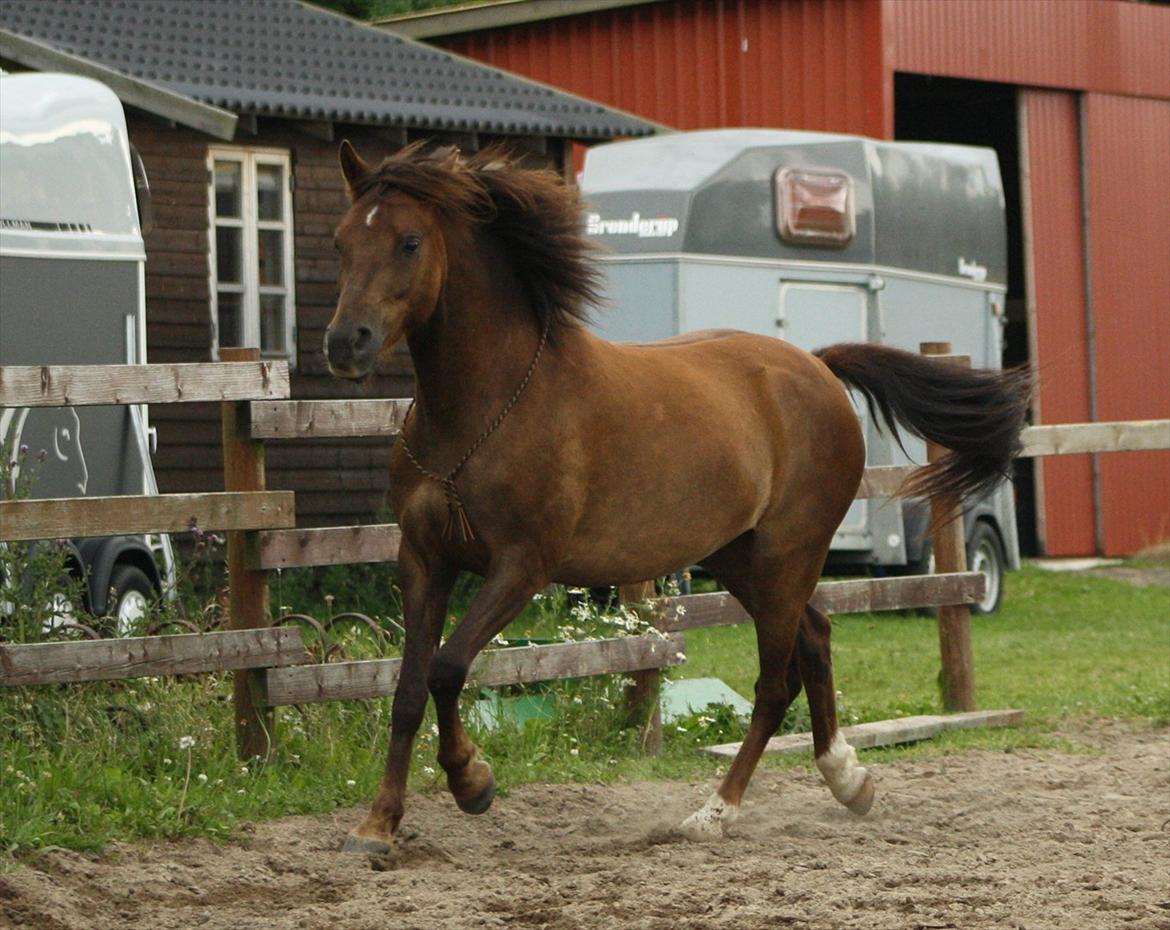 Pyt i Paradis  billede 36