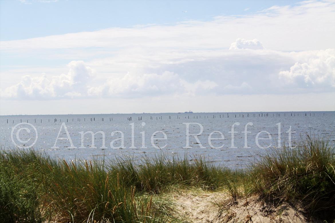 Kramnitze 26-07-11 | © Amalie Reffelt | billede 2