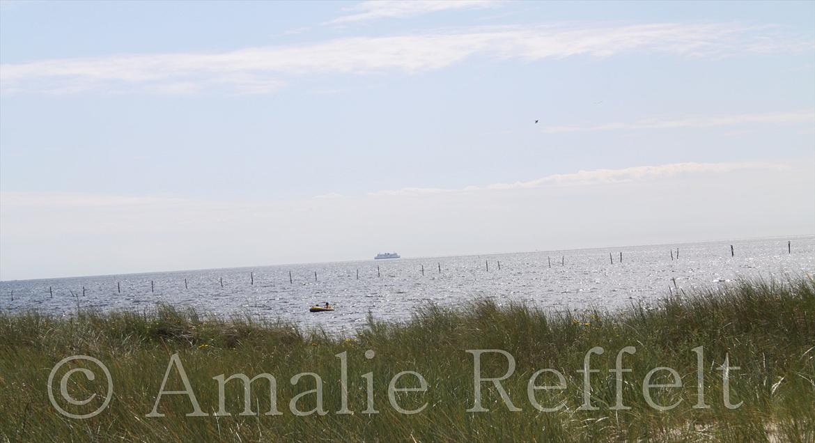 Kramnitze 26-07-11 | © Amalie Reffelt | billede 3