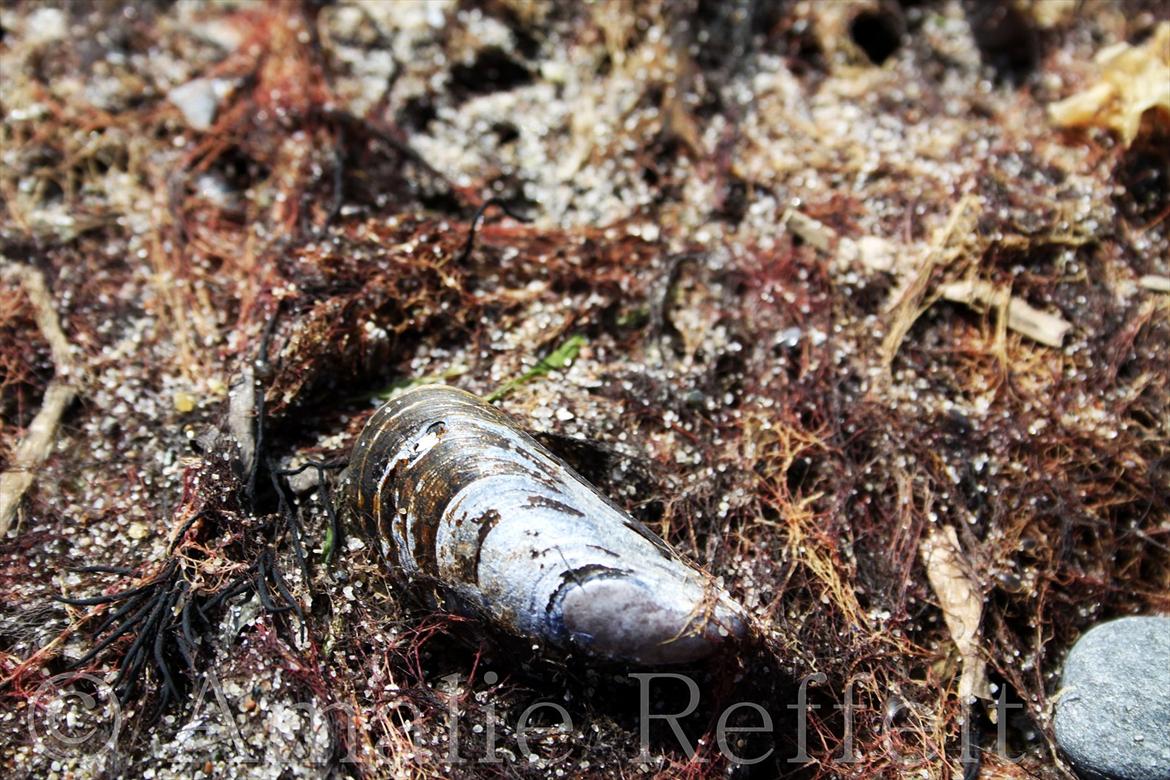 Kramnitze 26-07-11 | © Amalie Reffelt | billede 4