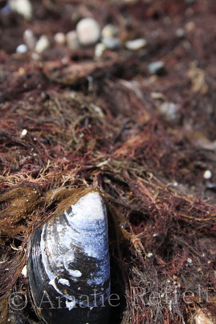 Kramnitze 26-07-11 | © Amalie Reffelt | billede 5