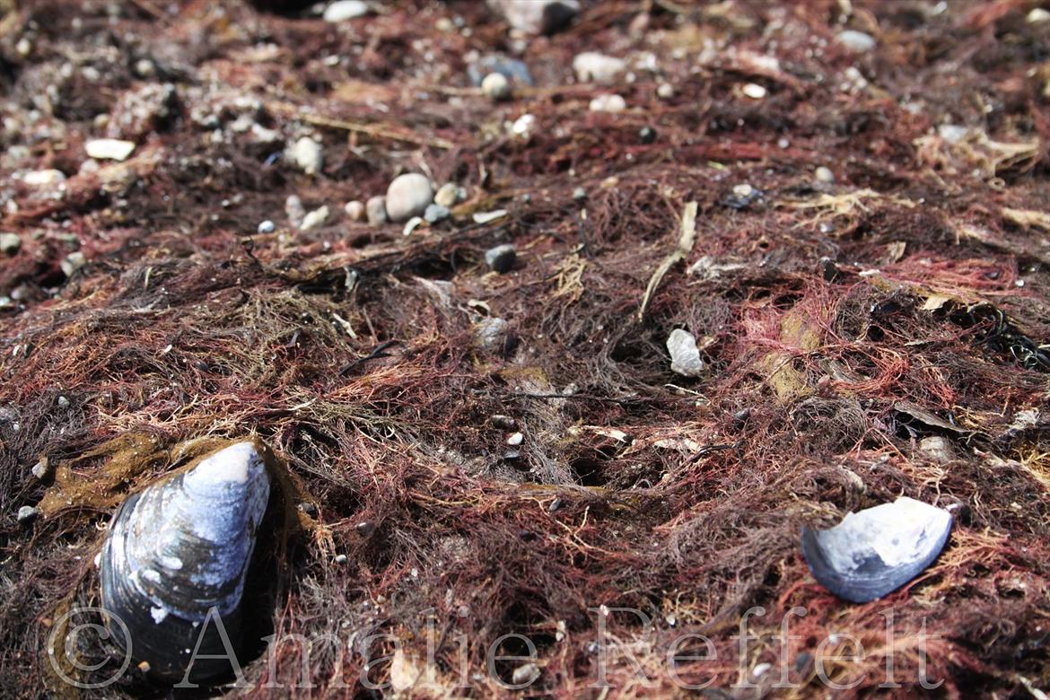 Kramnitze 26-07-11 | © Amalie Reffelt | billede 6