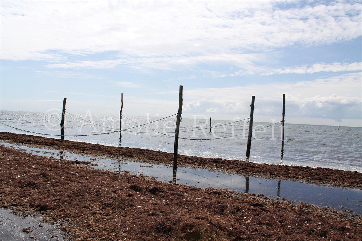 Kramnitze 26-07-11 | © Amalie Reffelt | billede 7