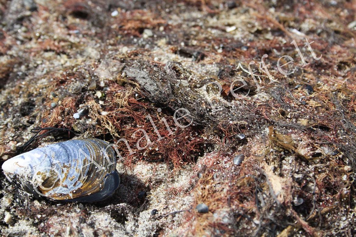 Kramnitze 26-07-11 | © Amalie Reffelt | billede 8