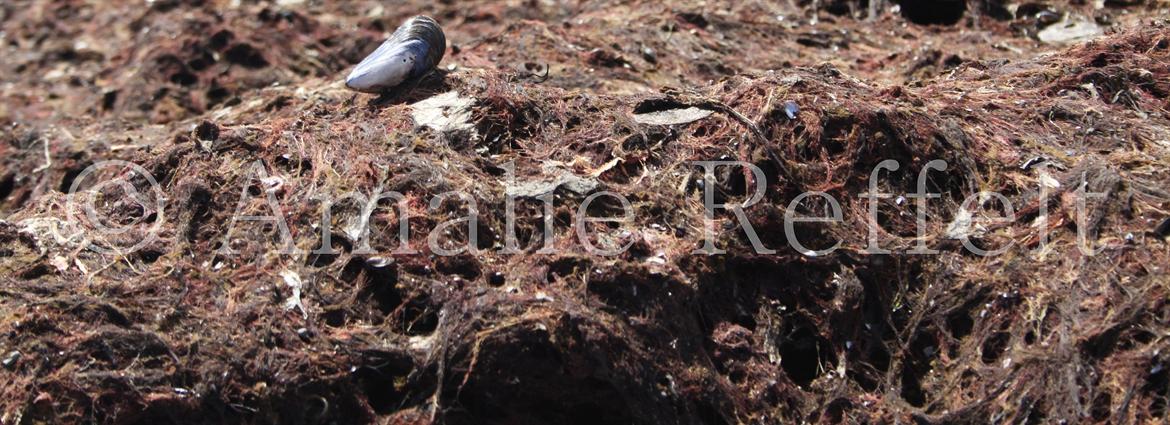 Kramnitze 26-07-11 | © Amalie Reffelt | billede 9