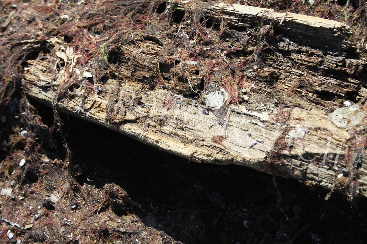 Kramnitze 26-07-11 | © Amalie Reffelt | billede 10