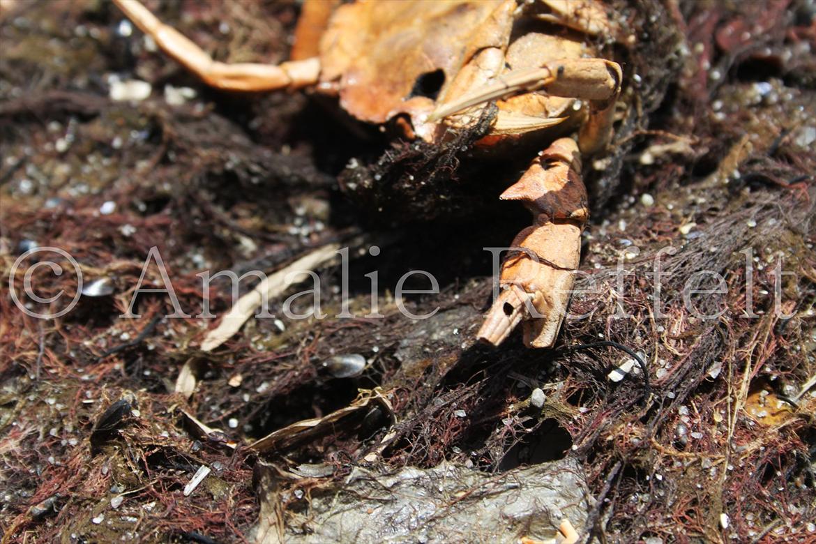 Kramnitze 26-07-11 | © Amalie Reffelt | billede 11