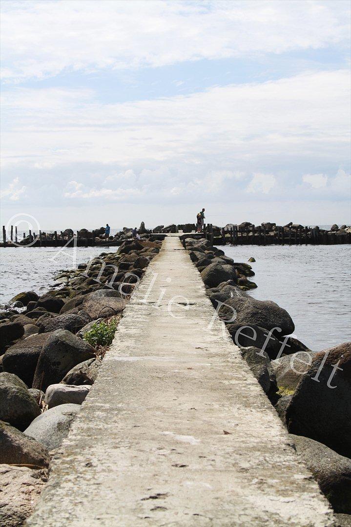 Kramnitze 26-07-11 | © Amalie Reffelt | billede 12