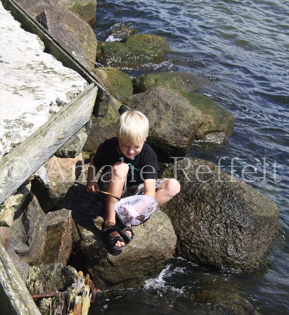 Kramnitze 26-07-11 | © Amalie Reffelt | billede 13