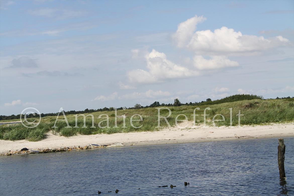 Kramnitze 26-07-11 | © Amalie Reffelt | billede 14