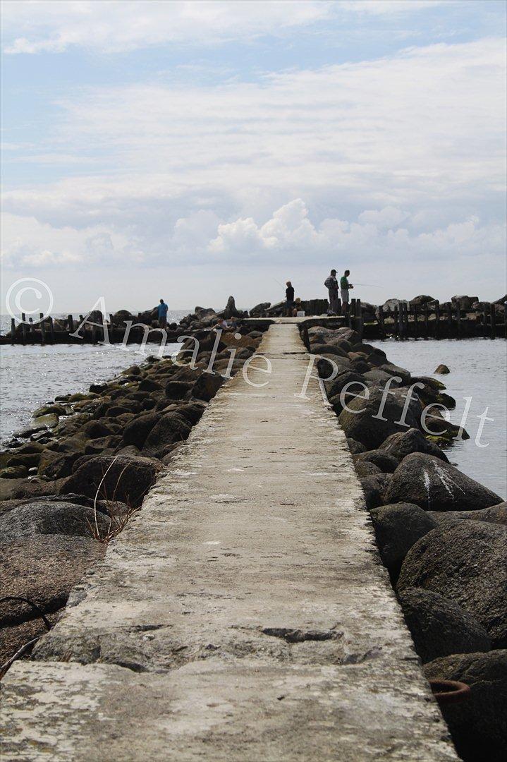 Kramnitze 26-07-11 | © Amalie Reffelt | billede 15