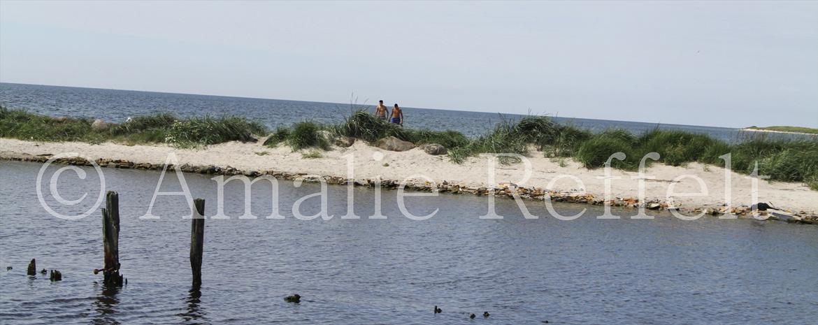 Kramnitze 26-07-11 | © Amalie Reffelt | billede 16