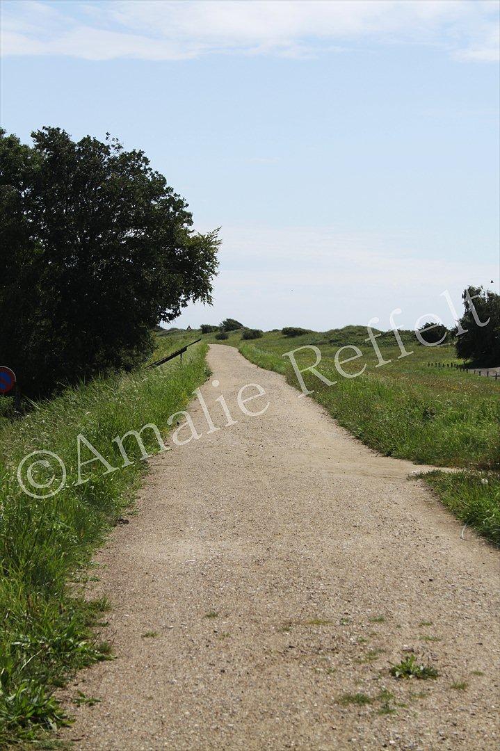 Kramnitze 26-07-11 | © Amalie Reffelt | billede 19