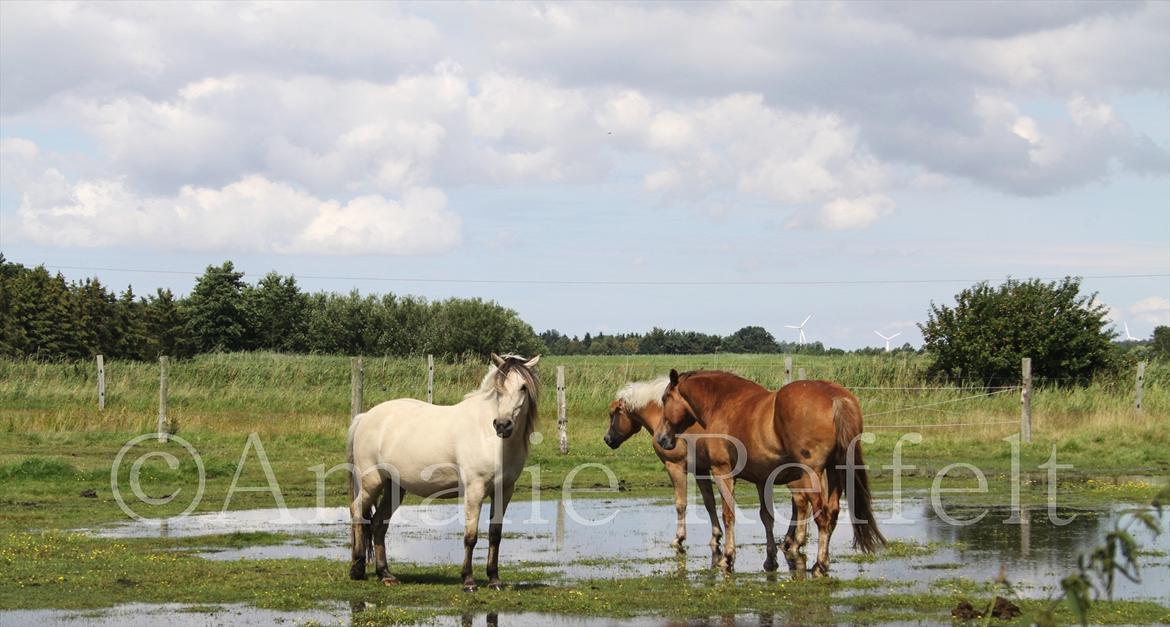 Kramnitze 26-07-11 | © Amalie Reffelt | billede 20
