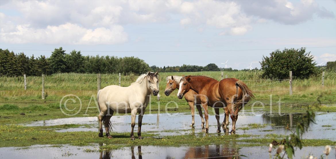Kramnitze 26-07-11 | © Amalie Reffelt | billede 21