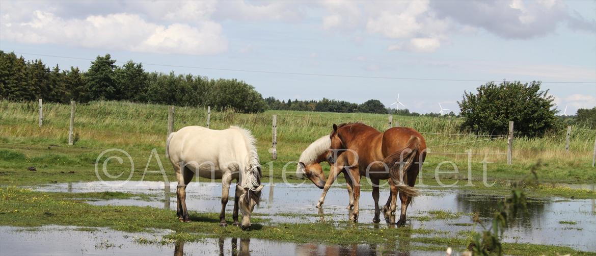 Kramnitze 26-07-11 | © Amalie Reffelt | billede 22
