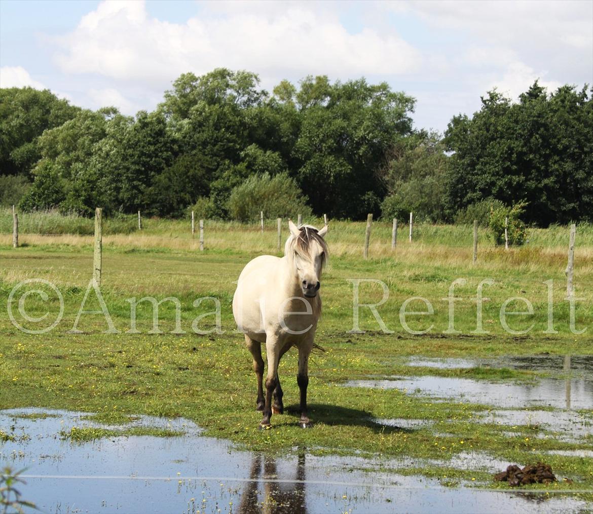 Kramnitze 26-07-11 | © Amalie Reffelt | billede 23