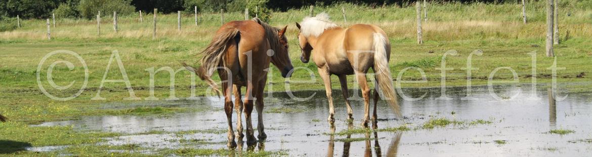 Kramnitze 26-07-11 | © Amalie Reffelt | billede 24
