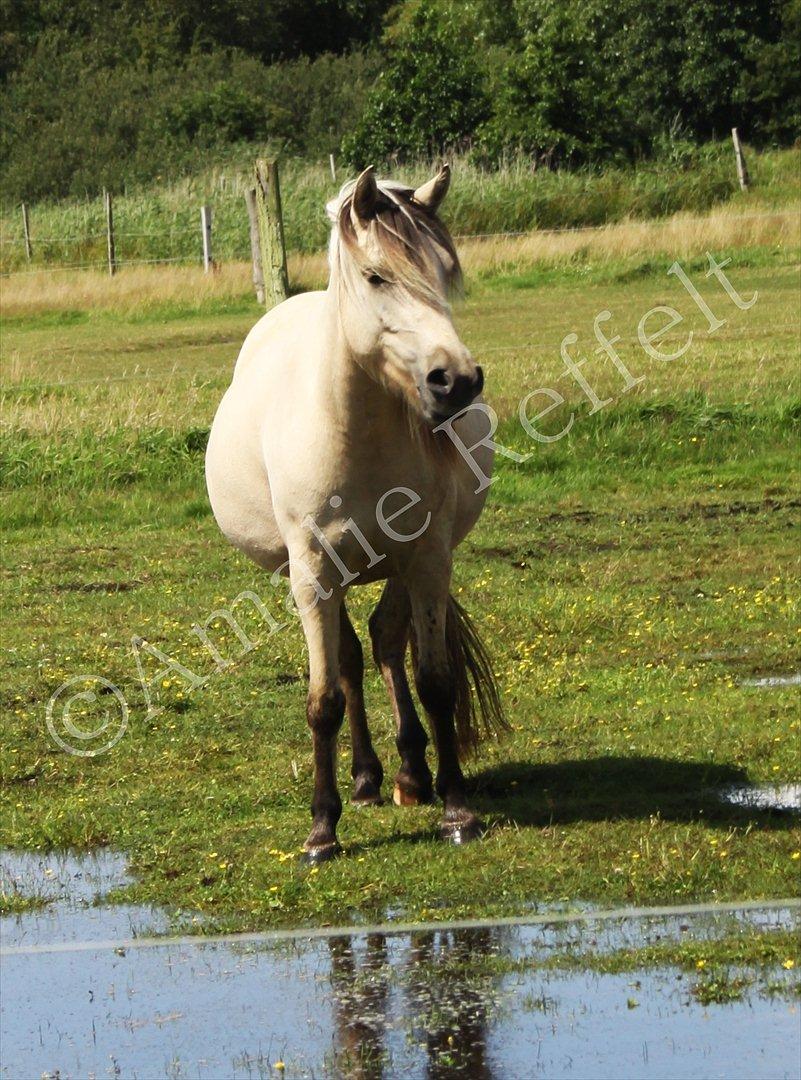 Kramnitze 26-07-11 | © Amalie Reffelt | billede 25