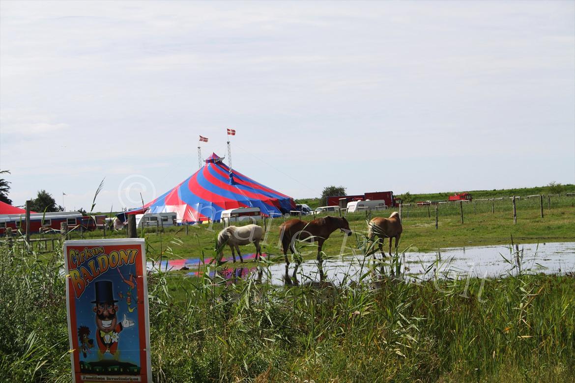 Kramnitze 26-07-11 | © Amalie Reffelt | billede 26