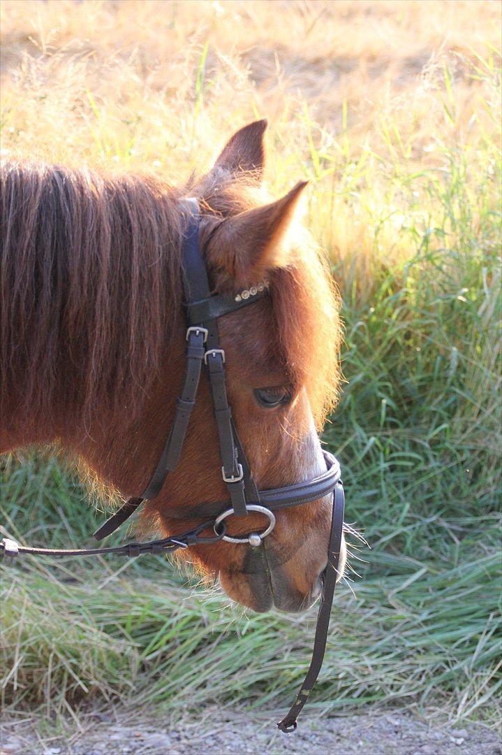 Sissel hauge - Thea & Prins! billede 15