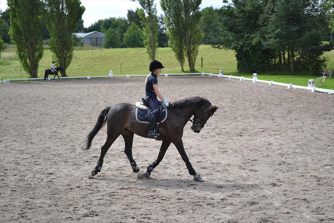 © Celina B. - Ride og hygge billeder af dagen på HVL rideklub ;) billede 7