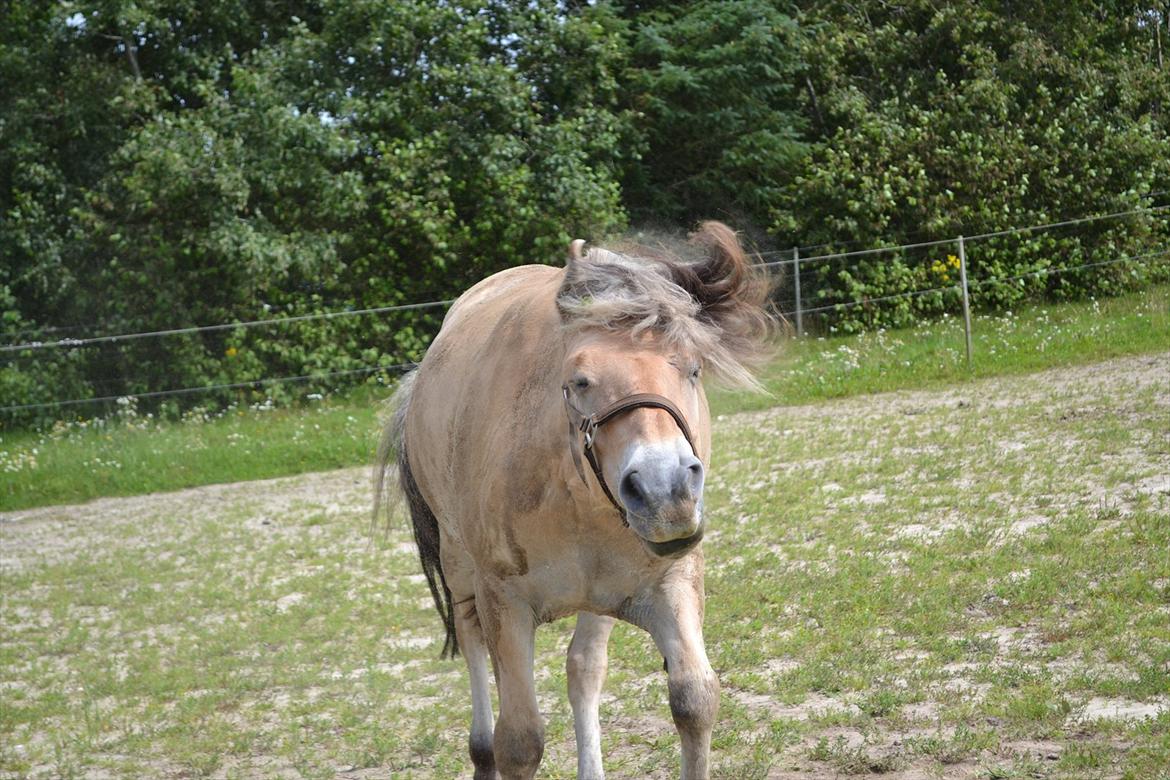 © Celina B. - Ride og hygge billeder af dagen på HVL rideklub ;) billede 8