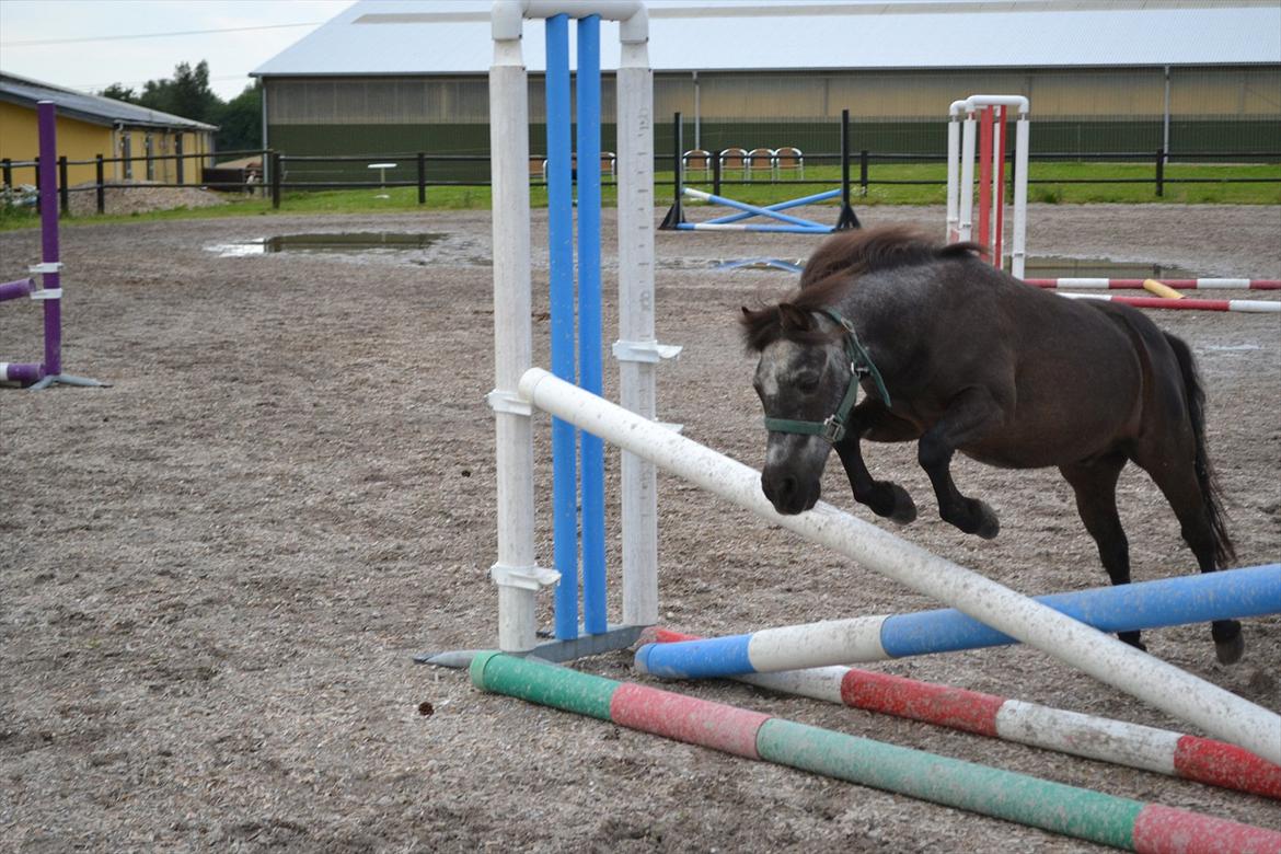 © Celina B. - Ride og hygge billeder af dagen på HVL rideklub ;) billede 9