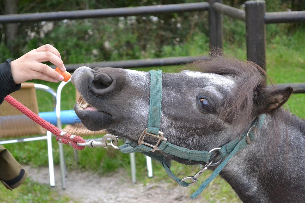 © Celina B. - Ride og hygge billeder af dagen på HVL rideklub ;) billede 11