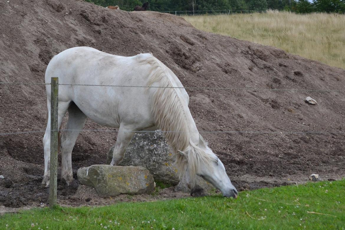© Celina B. - Ride og hygge billeder af dagen på HVL rideklub ;) billede 12