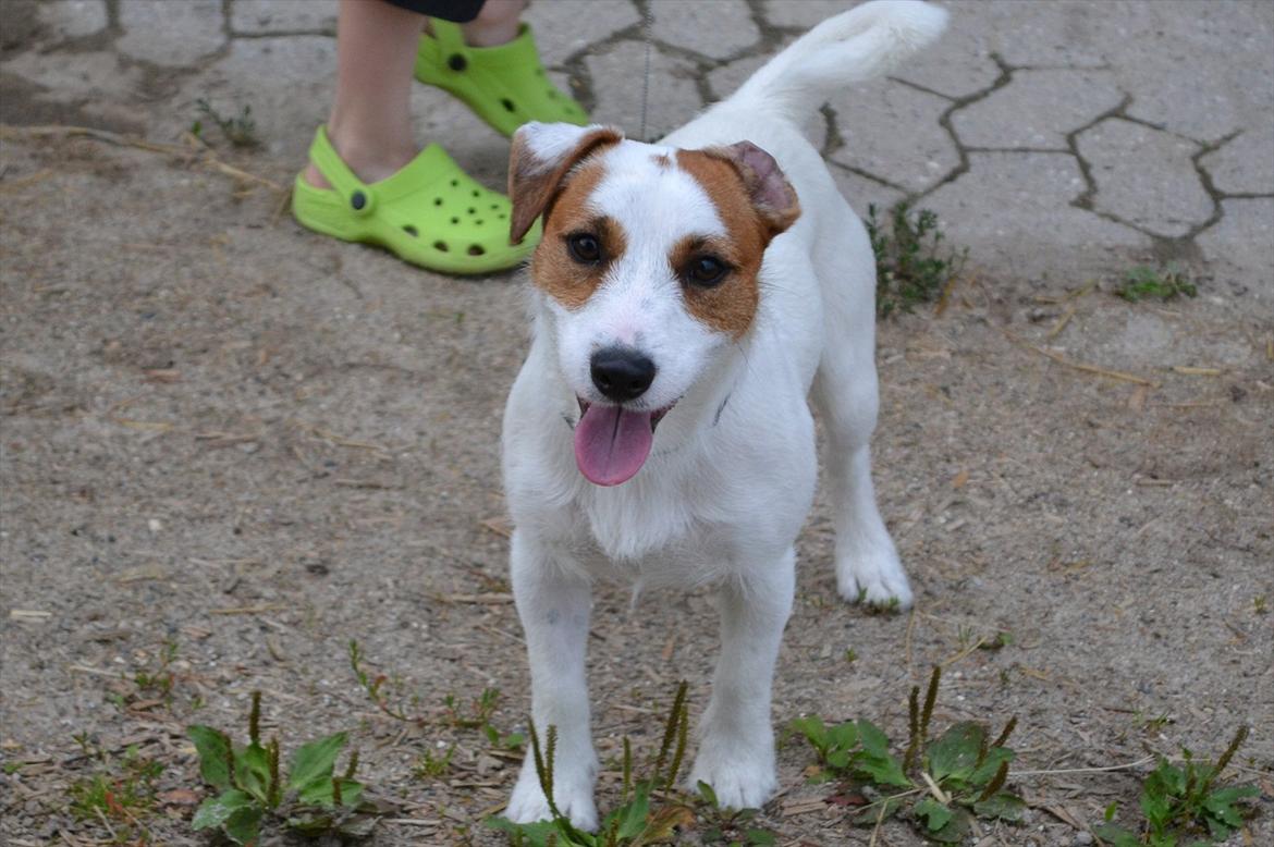 © Celina B. - Ride og hygge billeder af dagen på HVL rideklub ;) billede 13