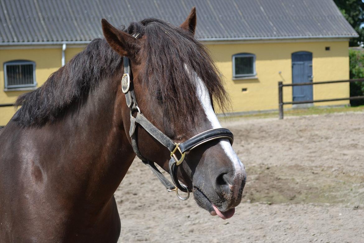 © Celina B. - Ride og hygge billeder af dagen på HVL rideklub ;) billede 16