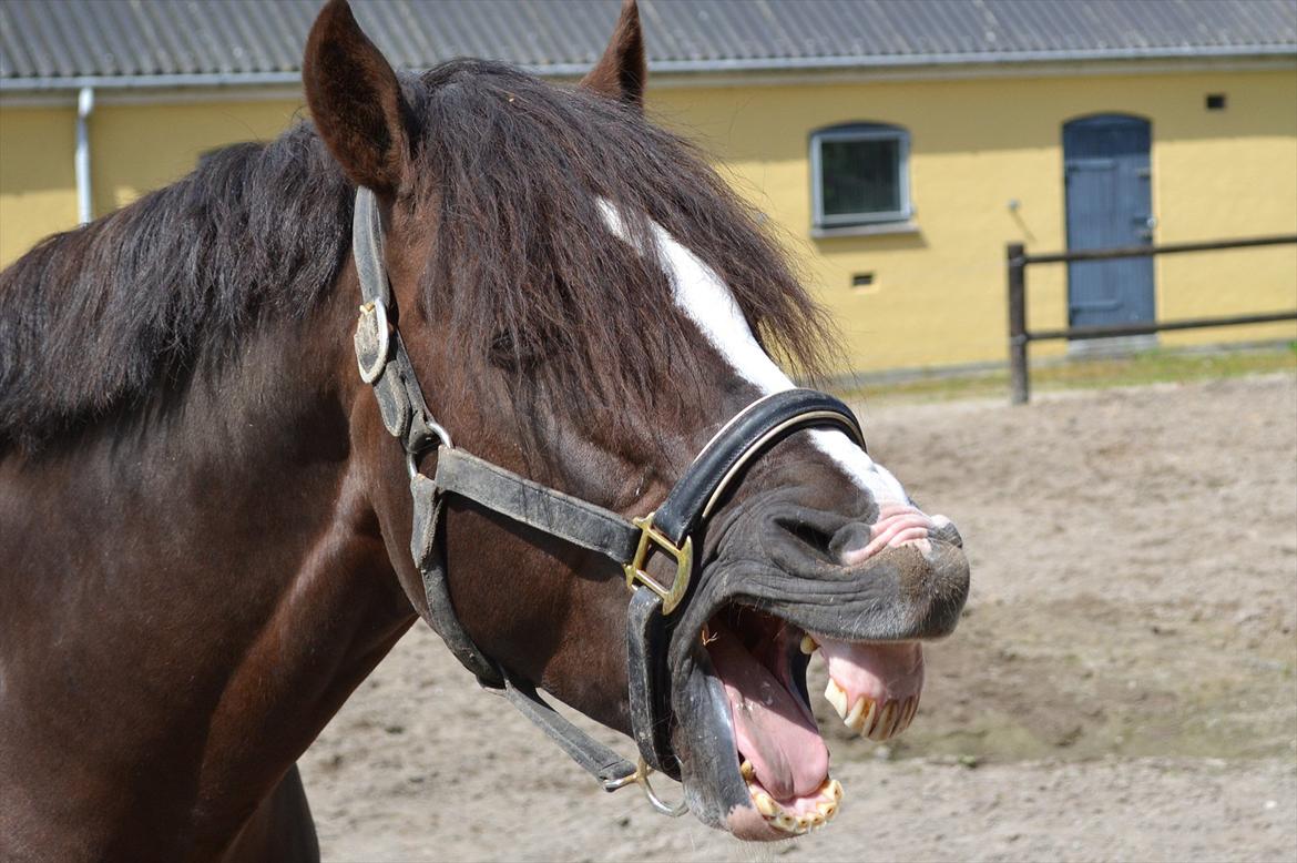 © Celina B. - Ride og hygge billeder af dagen på HVL rideklub ;) billede 17