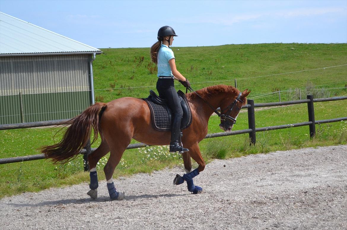 © Celina B. - Ride og hygge billeder af dagen på HVL rideklub ;) billede 20