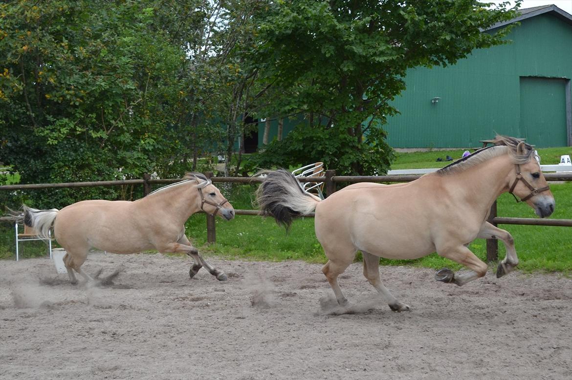 © Celina B. - Ride og hygge billeder af dagen på HVL rideklub ;) billede 27