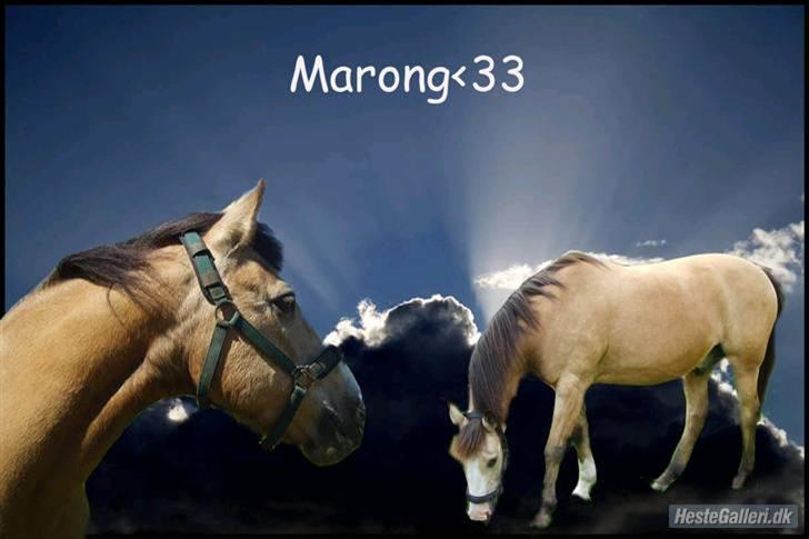 Marong<3(: - Billedet er lavet af ** Team Western og Dressur **. Mange tak :D billede 12