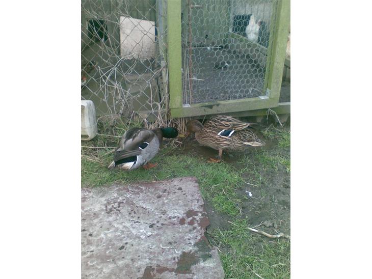 {{currentPhoto.altText}} billede {{currentPhoto.number}}