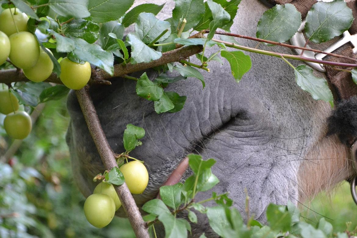 © Celina B. - Ride og hygge billeder af dagen på HVL rideklub ;) billede 29