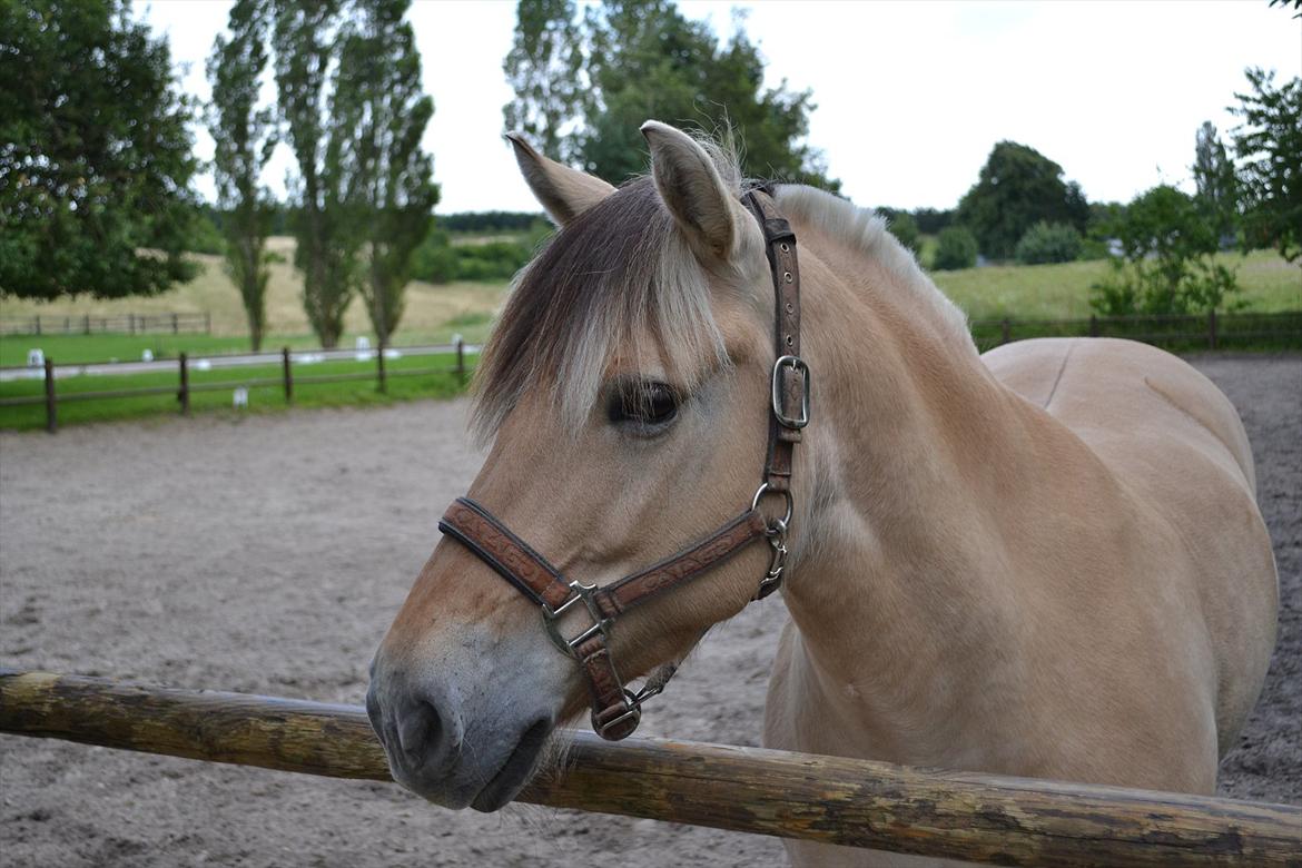© Celina B. - Ride og hygge billeder af dagen på HVL rideklub ;) billede 30