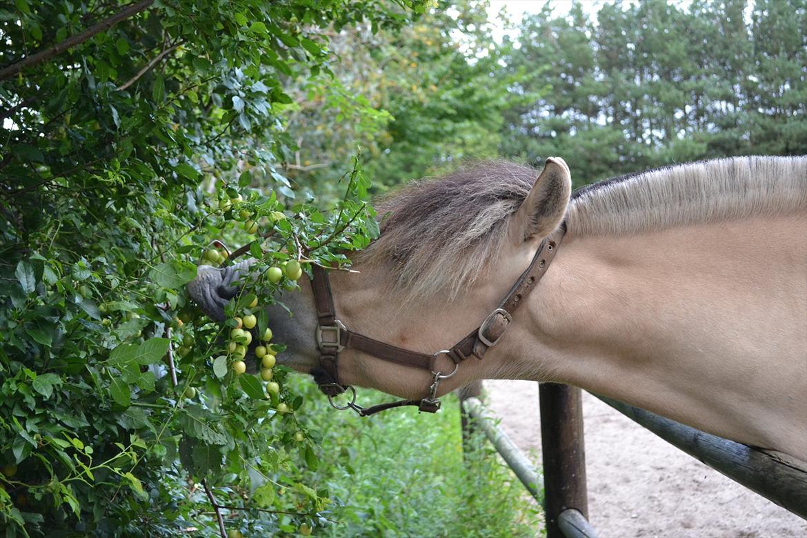© Celina B. - Ride og hygge billeder af dagen på HVL rideklub ;) billede 31