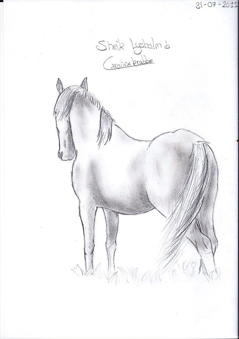 Flere tegninger .. - Sheik Lysholm, min tidl. pony.. (Virkelig ked af mulen) billede 11