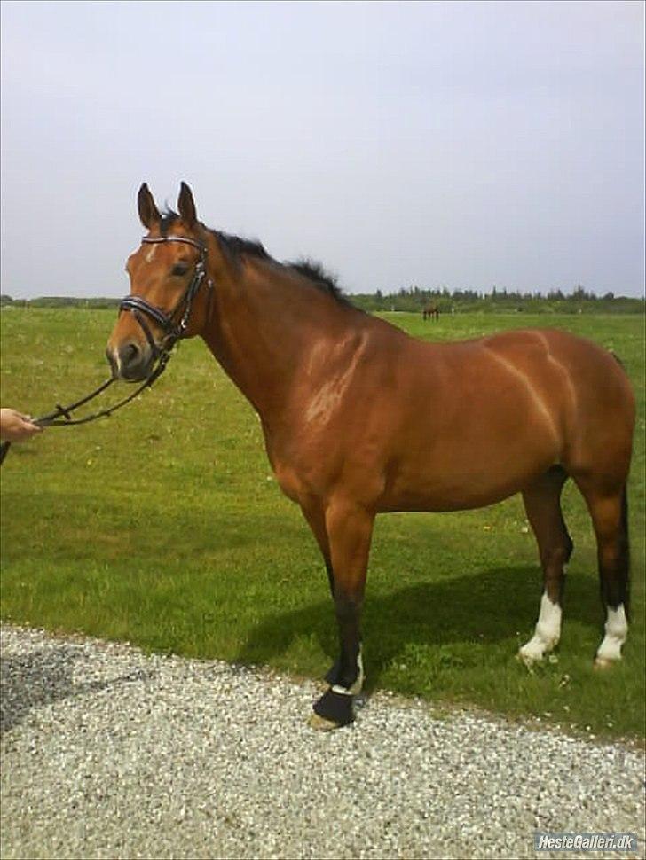 Tegninger :D   - Original billede :) - Alfi  billede 249