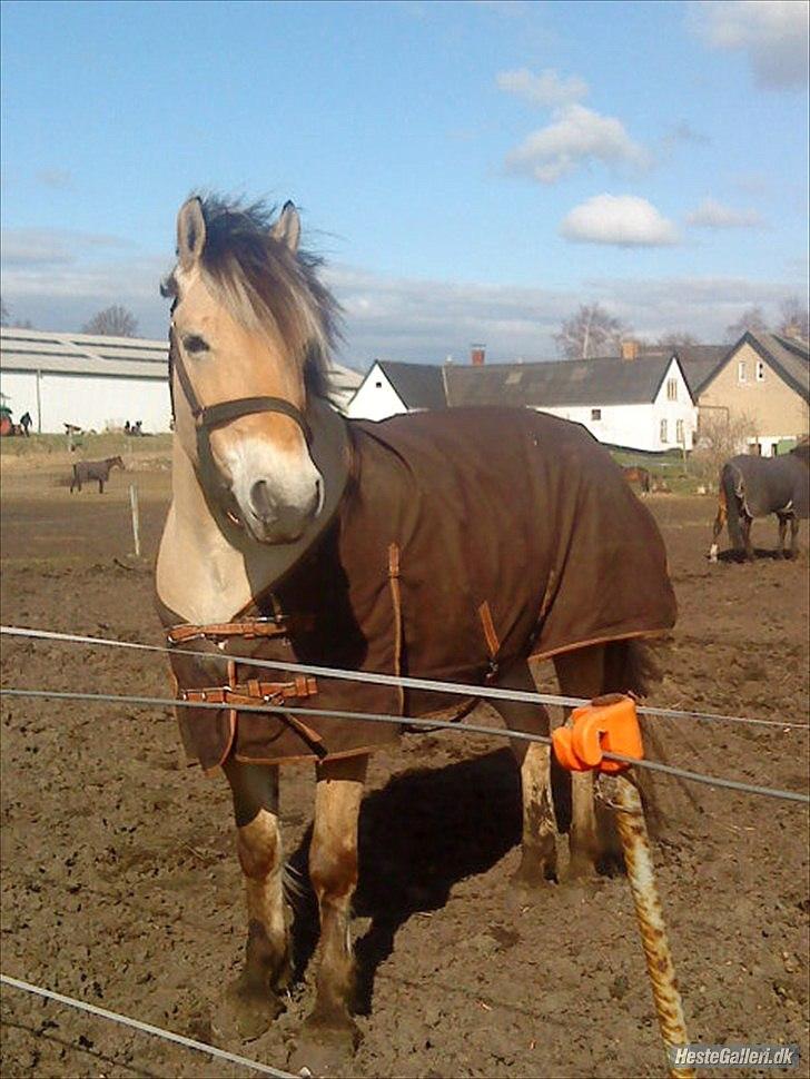 Tegninger :D   - Original billede :) - Fjordhest billede 239