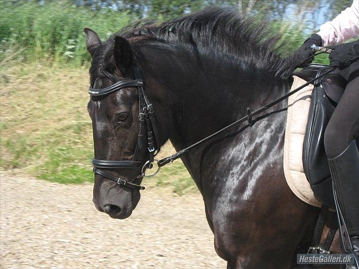 Tegninger :D   - Original billede :) - Lillie Lund's Flicka Bell  billede 251