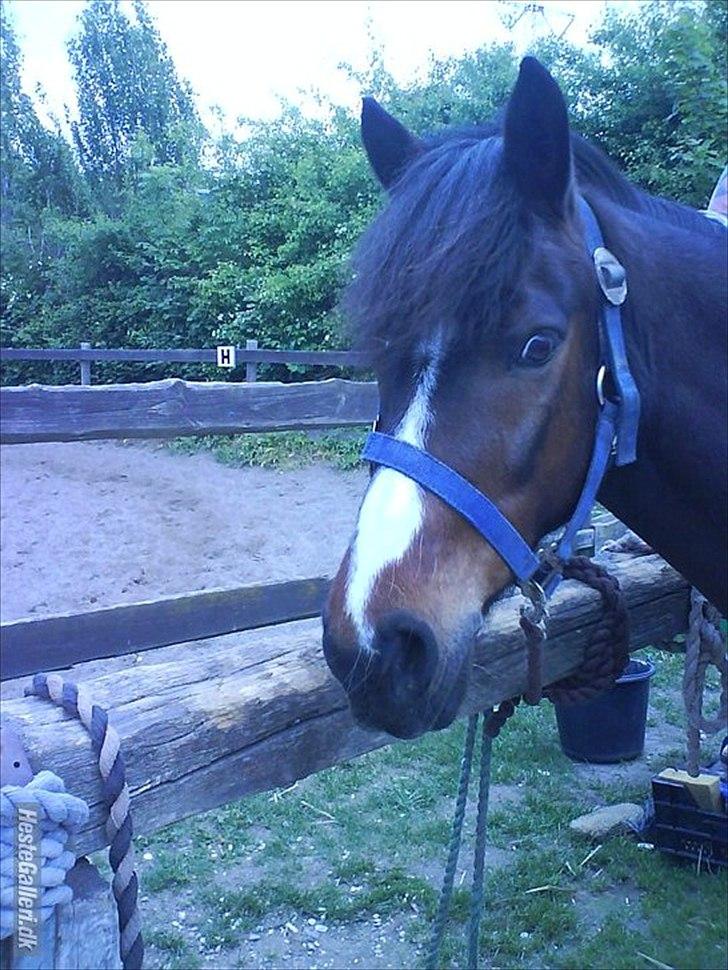 Tegninger :D   - Original billede :) - Mille billede 247