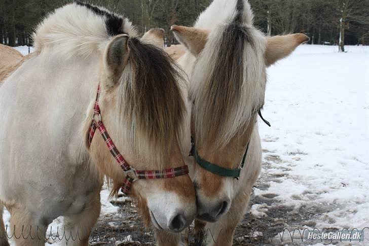 Tegninger :D   - Original billede :) - To fjordheste  billede 245